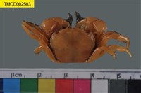 藏品(絨毛折顎蟹)的圖片